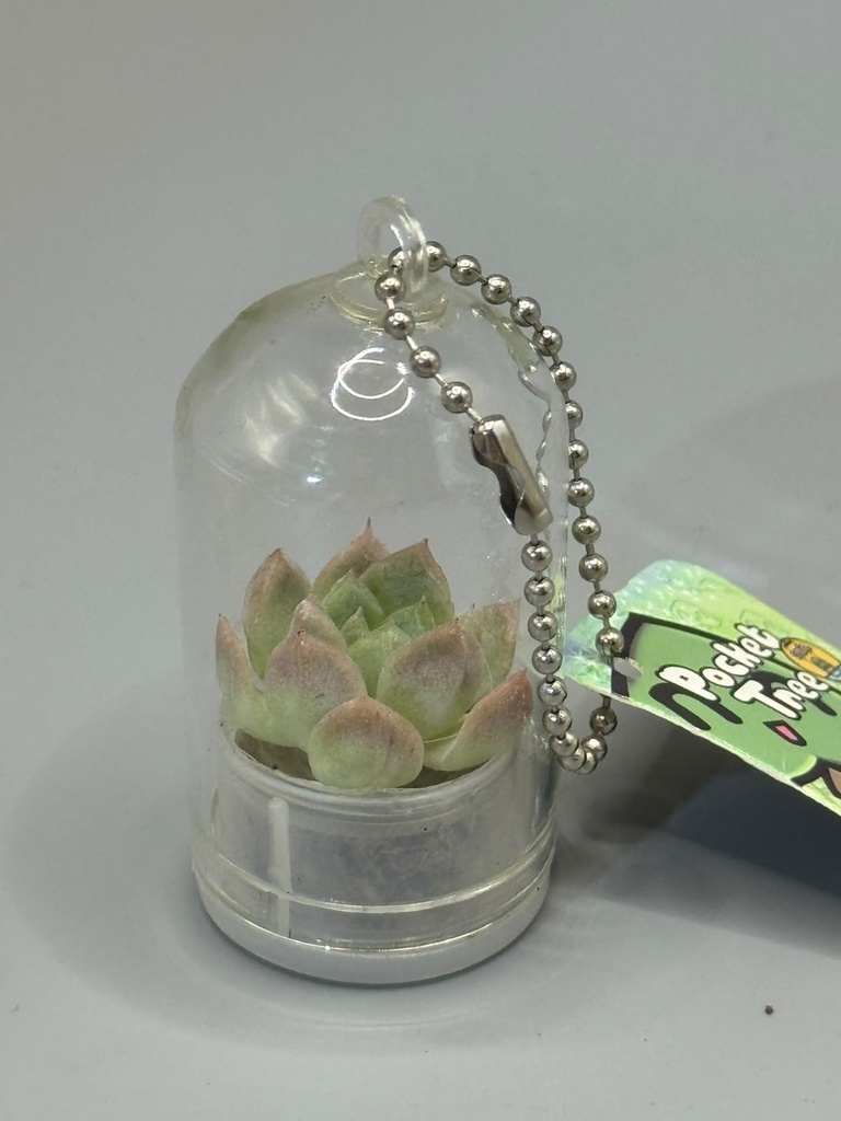 Baby plant Pocket Tree